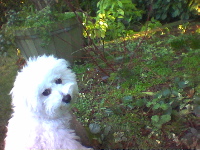 jefferson as a vermeer