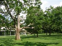 tangled wood at tanglewood