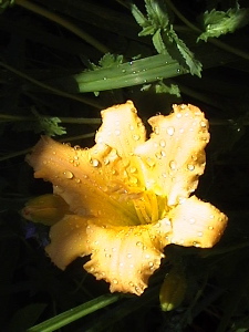 day lily from our garden